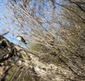 Dainty white plumed Honeyeater Lichenostomus penicillatus