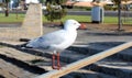 Dainty white seagull perching on an iron rail at the estuary.