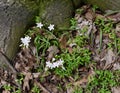 Dainty white spring beauty flowers and thin green leaves growing under a tree. Royalty Free Stock Photo