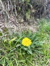 Dainty Yellow Flower with Tiny Bug in the Underbrush! Royalty Free Stock Photo