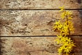Dainty yellow forsythia border on rotten wood