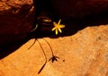 Dainty Yellow Wildflower Royalty Free Stock Photo