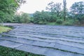 The Daio Wasabi Farm is one of Japan`s largest wasabi farms in Royalty Free Stock Photo