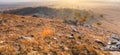 Daiqintala grassland in autumn morning light.