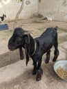 Daira Din Panah Breed of goat Royalty Free Stock Photo