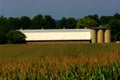 Dairy Barn with cornfield Royalty Free Stock Photo