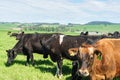 Dairy and beef cattle at organic outdoor farm in New Zealand Royalty Free Stock Photo