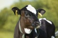 Dairy Calf Royalty Free Stock Photo