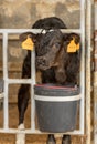 Dairy calf in a pen 1