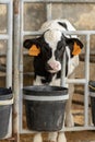 Dairy calf in a pen 3