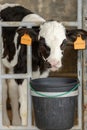 Dairy calf in a pen 5