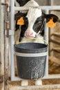 Dairy calf in a pen 6