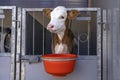 Dairy calf in a pen looks through the bars of the stable, cute white and red weaner, eating out of a bucket Royalty Free Stock Photo