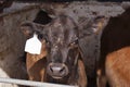 Dairy calf in a small pen Royalty Free Stock Photo