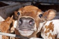 Dairy calf in a small pen