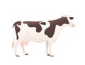 Dairy cattle ayrshire cow spotted domestic mammal animal cartoon design vector illustration on white background