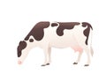 Dairy cattle ayrshire cow spotted domestic mammal animal cartoon design vector illustration on white background