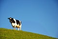 Dairy Cattle with Blue Sky Background