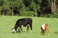 Dairy cow and brown belted dutch calf grazing in Fingerlakes Royalty Free Stock Photo