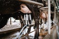 Dairy Cattle and Cottage Industry, Cow Milking Raw Milk With Facility Equipment Machine in Cattle Farm. Business Livestock and Royalty Free Stock Photo