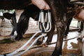 Dairy Cattle and Cottage Industry, Cow Milking Raw Milk With Facility Equipment Machine in Cattle Farm. Business Livestock and Royalty Free Stock Photo