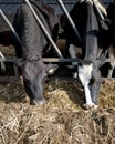 Dairy cattle feeding on silage Royalty Free Stock Photo