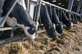 Dairy cattle feeding on silage