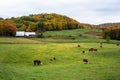 Dairy cattle in a rolling rural landscape at the peak of autumn colours Royalty Free Stock Photo