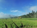 Dairy cattle grazing land with blue sky in New Zealand Royalty Free Stock Photo