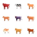 Dairy cattle icon set, cartoon style