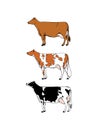 Dairy cattle illustration Royalty Free Stock Photo