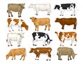 Dairy cattle set