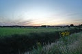 Dairy cattle stand in the pasture at summer evening sunset sky Dutch landscape. Royalty Free Stock Photo