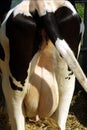 Dairy cattle udder Royalty Free Stock Photo