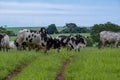 dairy cattle with white and black spots on green pasture Royalty Free Stock Photo