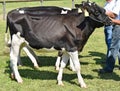 Dairy cattles at the agricultural fair