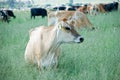 Dairy Cow Royalty Free Stock Photo