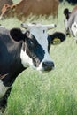 Dairy Cow Royalty Free Stock Photo