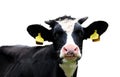 Dairy cow Royalty Free Stock Photo