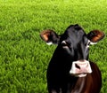 Image of a cow alone on the lawn