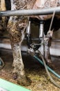 Dairy cow being milked by mechanized and automated milking equipment. Royalty Free Stock Photo