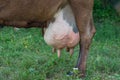 Dairy cow with a big udder Royalty Free Stock Photo