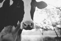 Holstein Dairy Cow Black and White