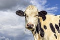 Dairy cow, black and white milker, looking friendly and innocent, pink nose, in front of a blue sky, blades of grass in her mouth