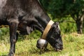 Dairy cow with cowbell grazing in Italian Alps Royalty Free Stock Photo