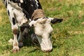 Dairy cow with cowbell grazing in Italian Alps Royalty Free Stock Photo
