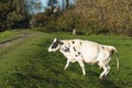 Dairy cow crossing a public path