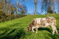 Dairy cow with dark grayish white fur grazing quietly on the green pasture of an agricultural farm Royalty Free Stock Photo