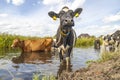 Cow in a ditch cooling, swimming taking a bath and standing in a creek, reflection in water