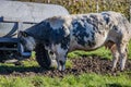 Dairy cow drinking water from a water tank on an agricultural farm, standing on wet mud Royalty Free Stock Photo